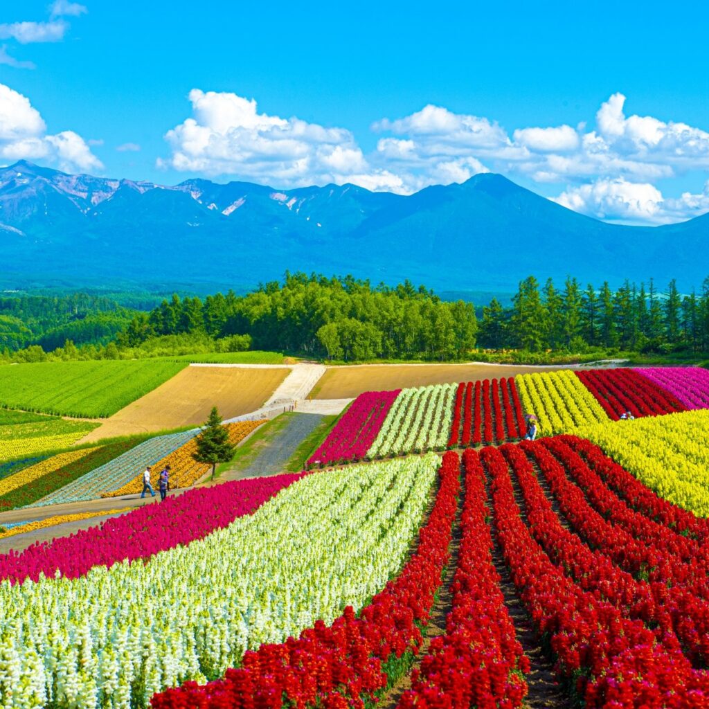 MÙA THU HOKKAIDO